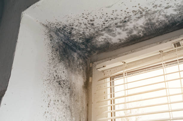 Affordable Mold Cleanup solutions in Leander, TX