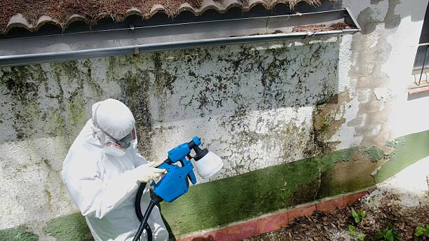 Top rated local Mold Cleanup specialists in Leander, TX